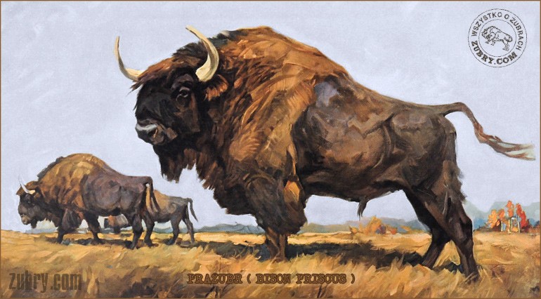 Żubr pierwotny - Bison priscus