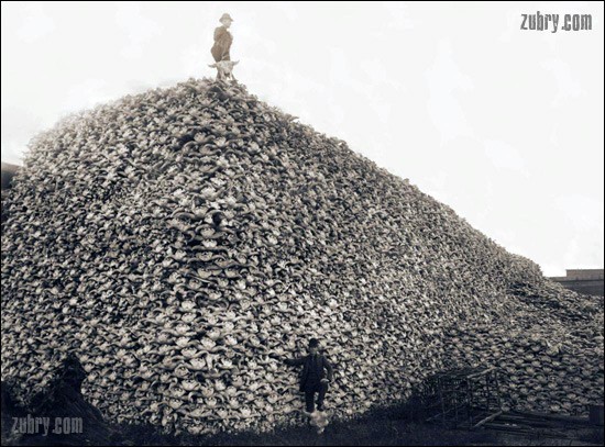 Stos czaszek zabitych bizonów