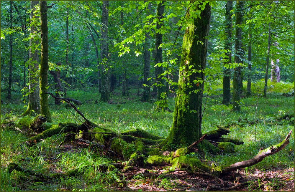 Środowisko żubra - Puszcza Białowieska