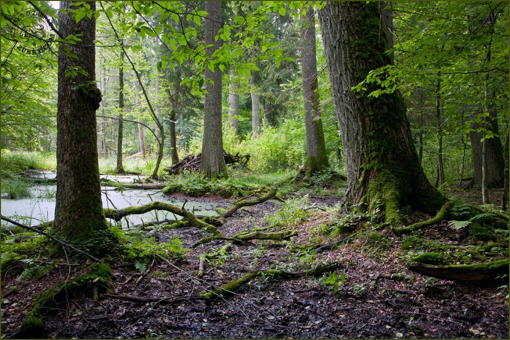 Środowisko żubra - Puszcza Białowieska