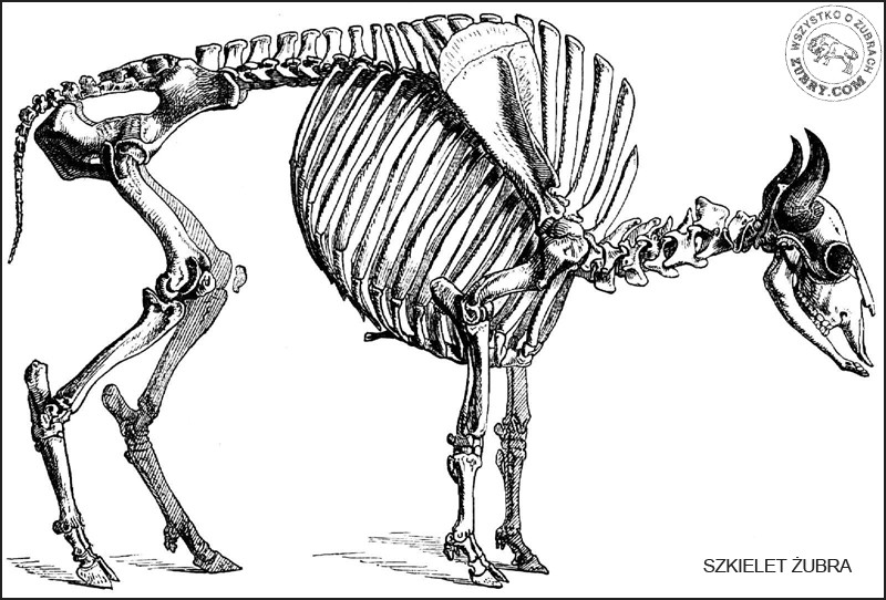 Szkielet żubra