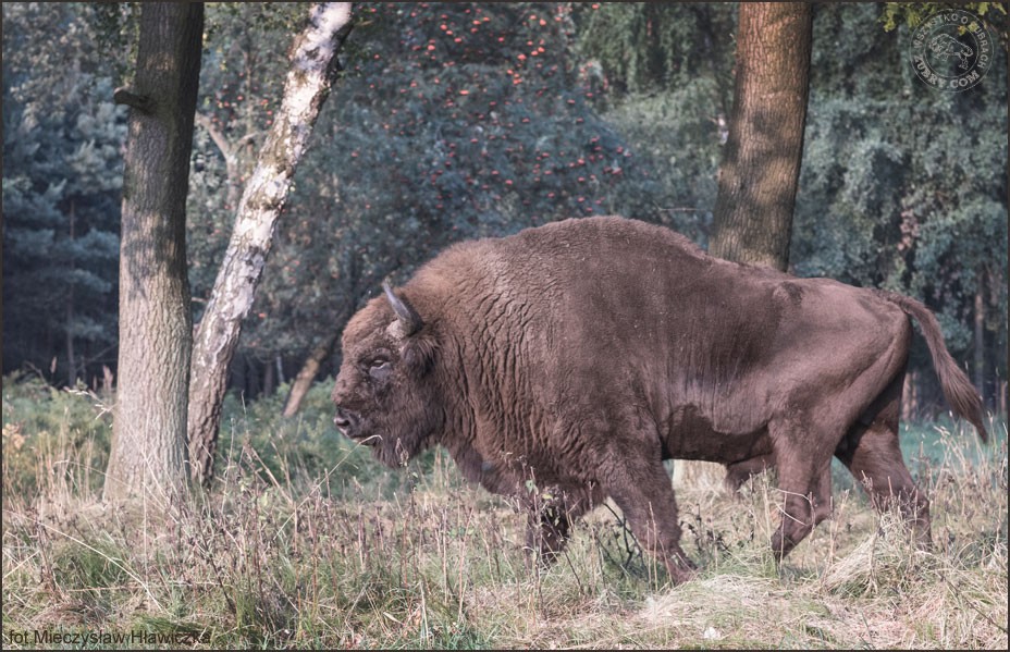 Żubr samiec w ruchu