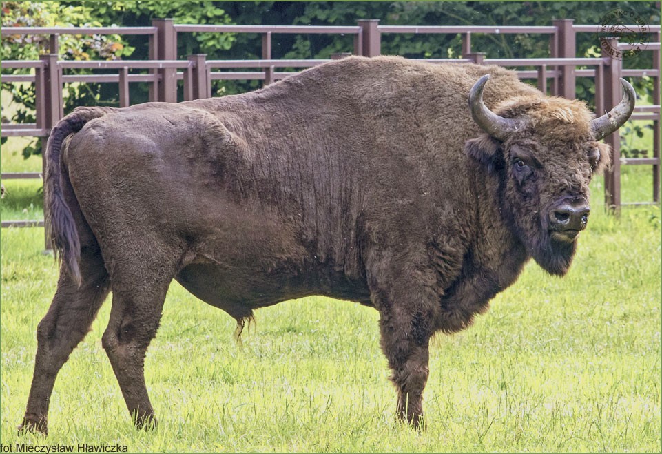 Żubr PLEO13 lat Pszczyna