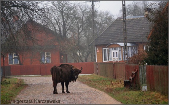 Żubr w Masiewie