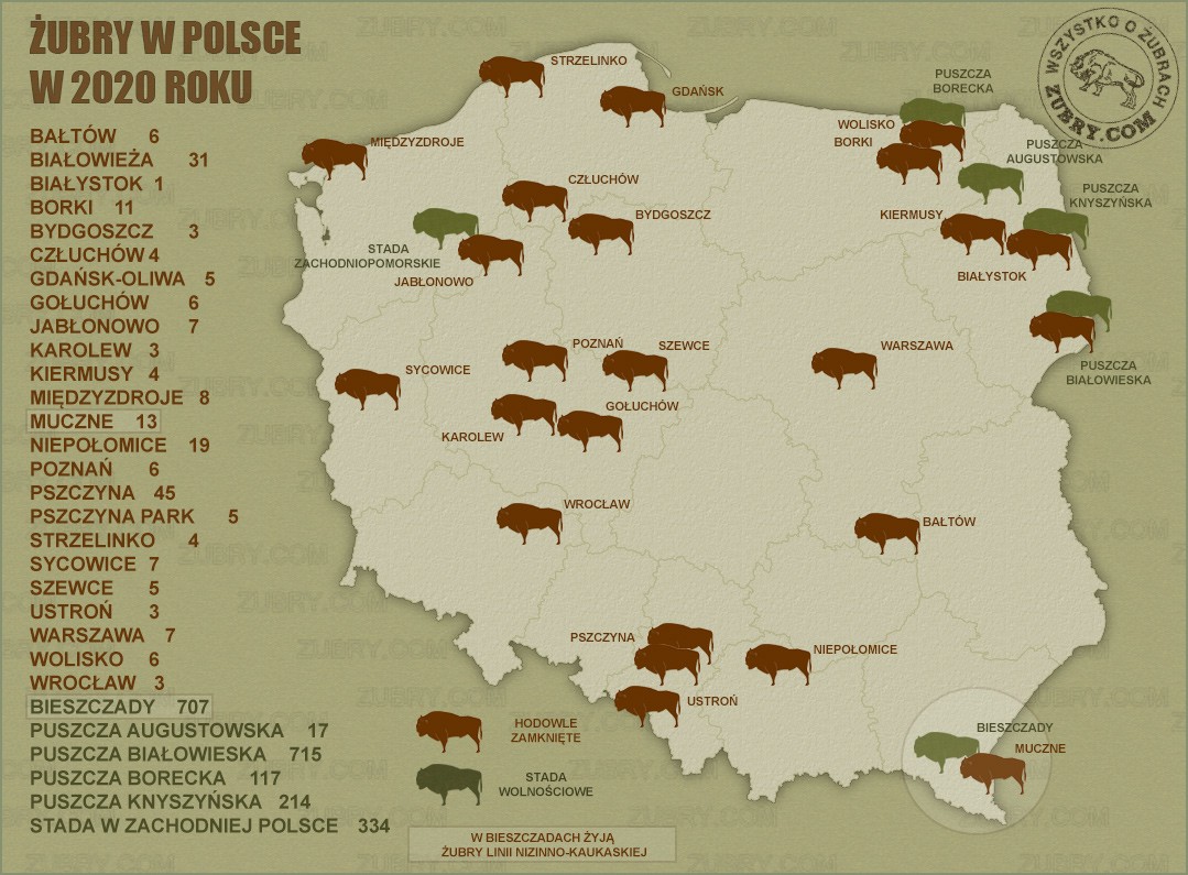 Liczba i rozmieszczenie żubrów w Polsce w 2020 roku