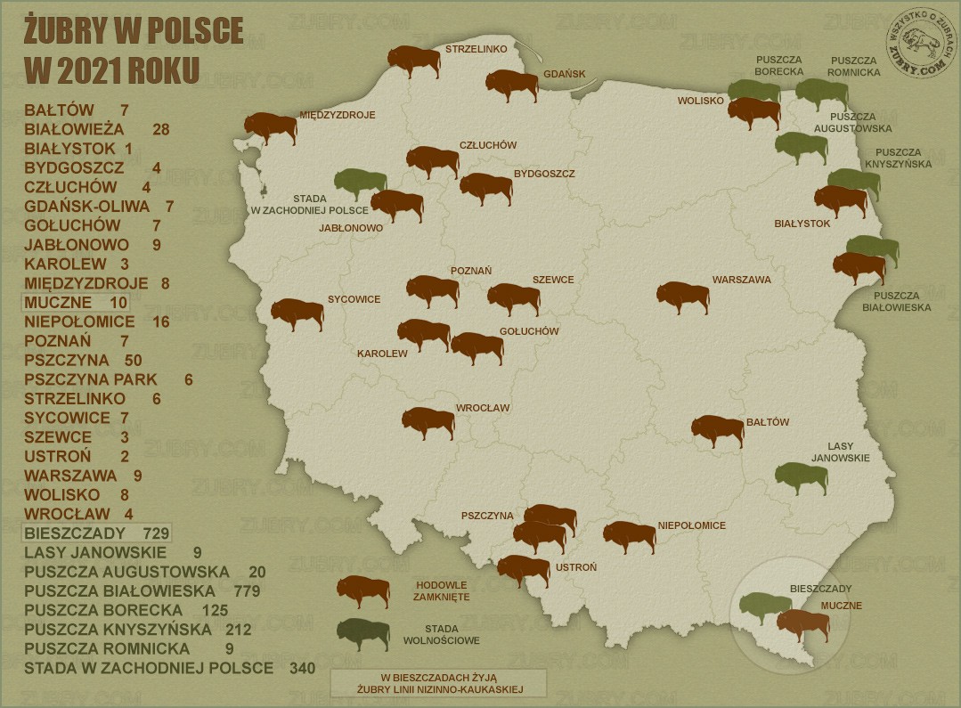 Liczba i rozmieszczenie żubrów w Polsce w 2021 roku