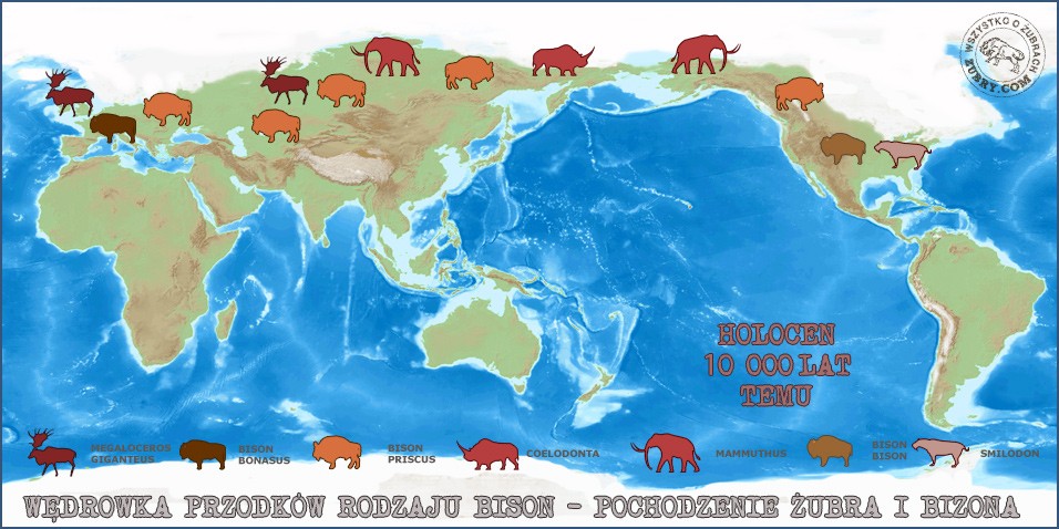 Pochodzenie żubra.Wędrówka przodków rodzaju bison - halocen