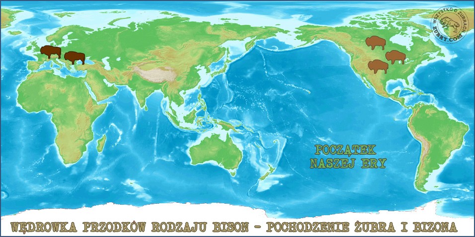 Pochodzenie żubra.Wędrówka przodków rodzaju bison -obecnie