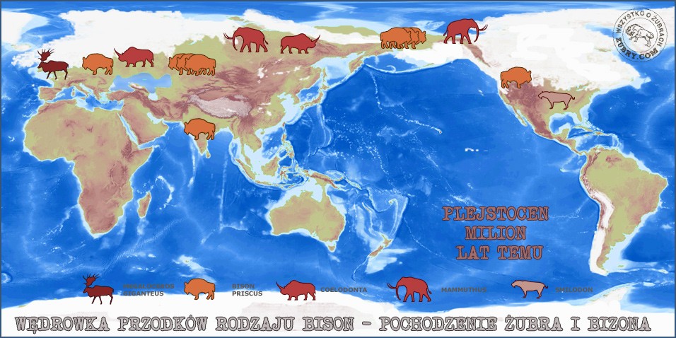 Pochodzenie żubra.Wędrówka przodków rodzaju bison